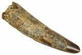 Fossil Spinosaurus Tooth - Real Dinosaur Tooth #356809-1
